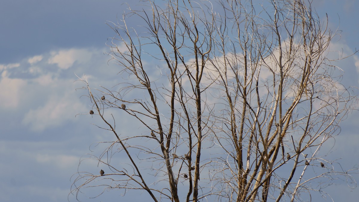 Mourning Dove - Robin Trevillian