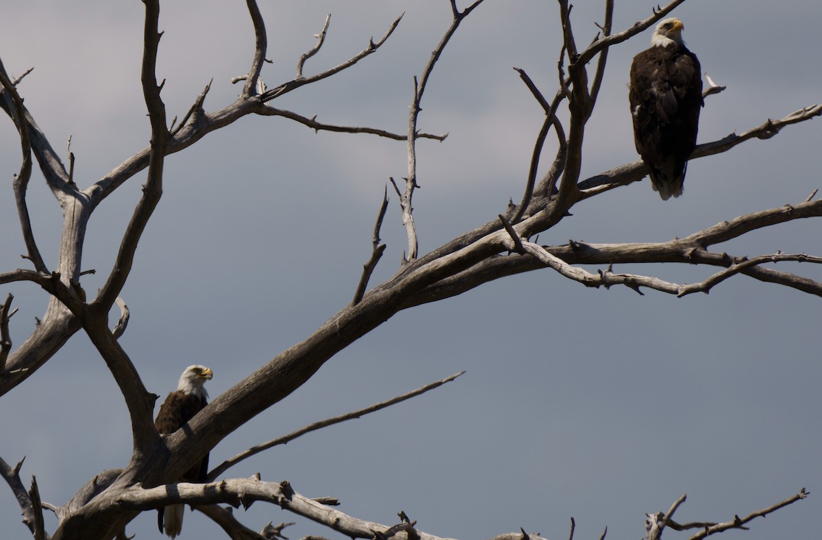 Bald Eagle - ML622540805