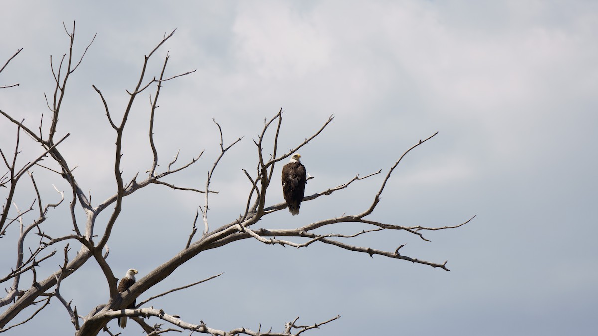 Bald Eagle - Robin Trevillian