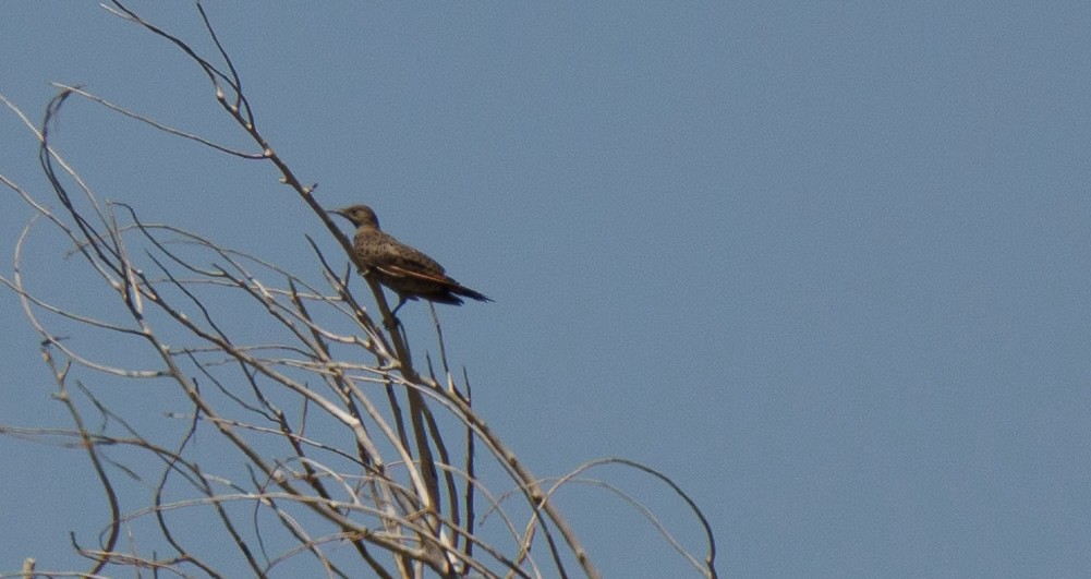 Northern Flicker - ML622540812