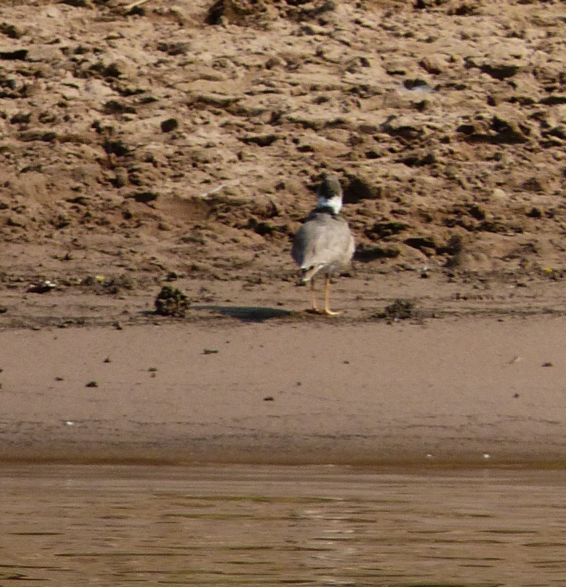 Charadrius sp. - Andrey Ralev