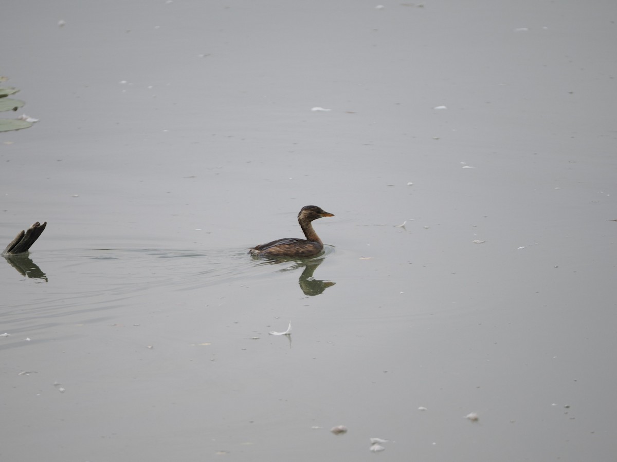 Little Grebe - ML622540852