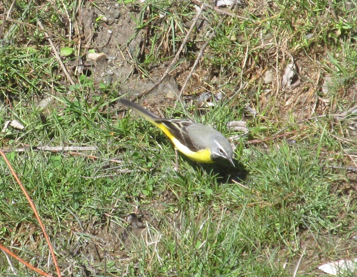 Gray Wagtail - ML622540854