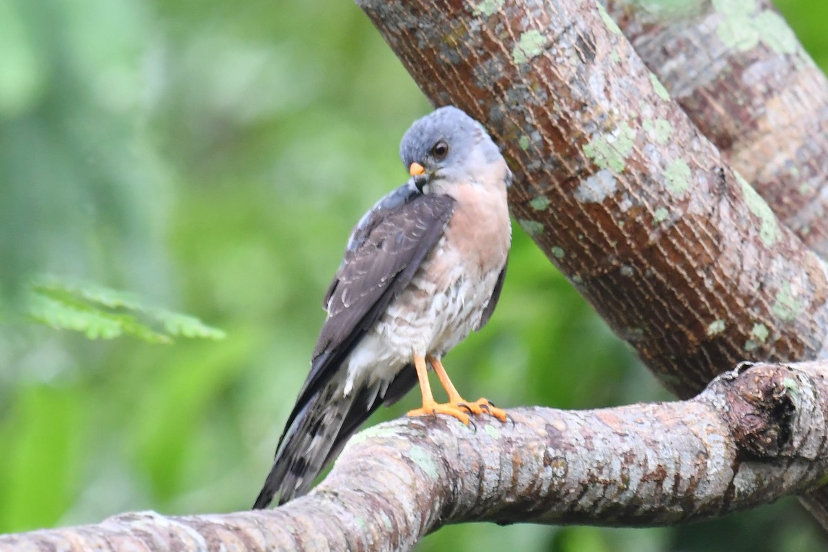 Chinese Sparrowhawk - ML622540856