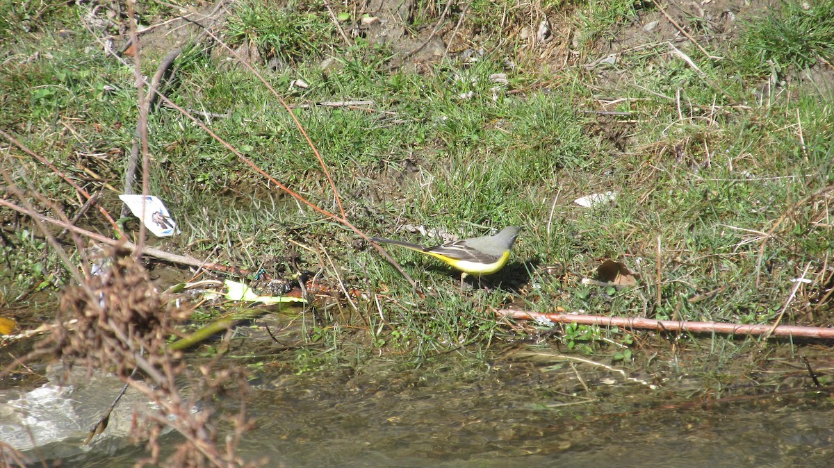 Gray Wagtail - ML622540857