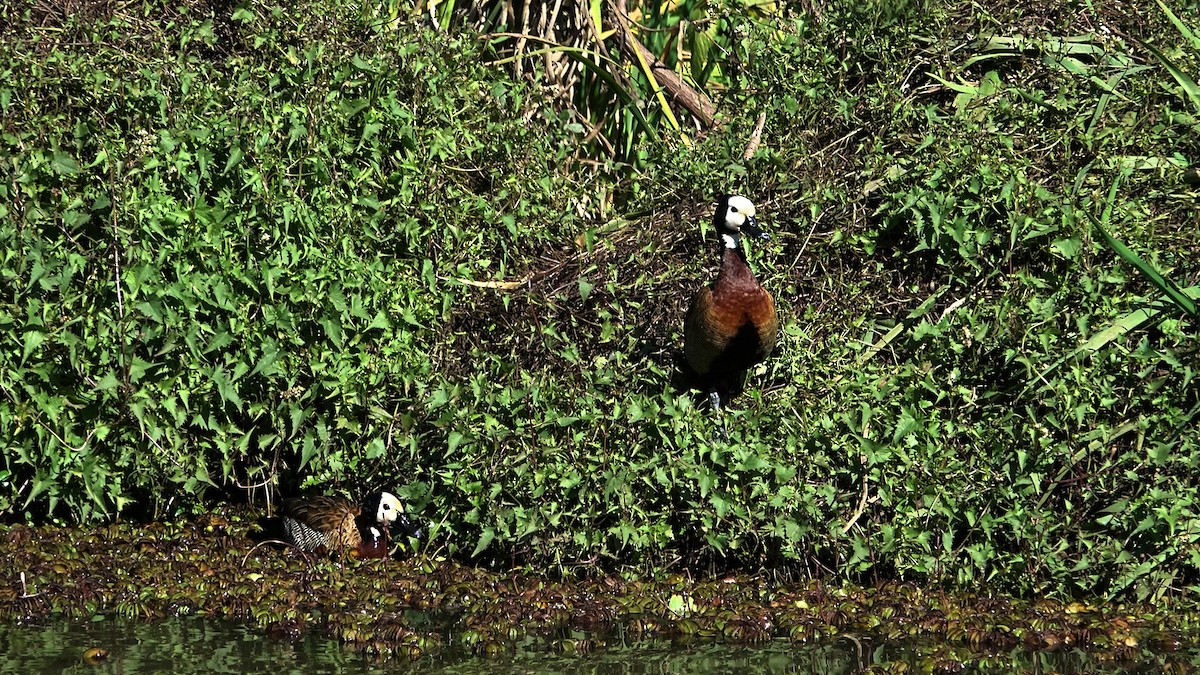 White-faced Whistling-Duck - ML622540861