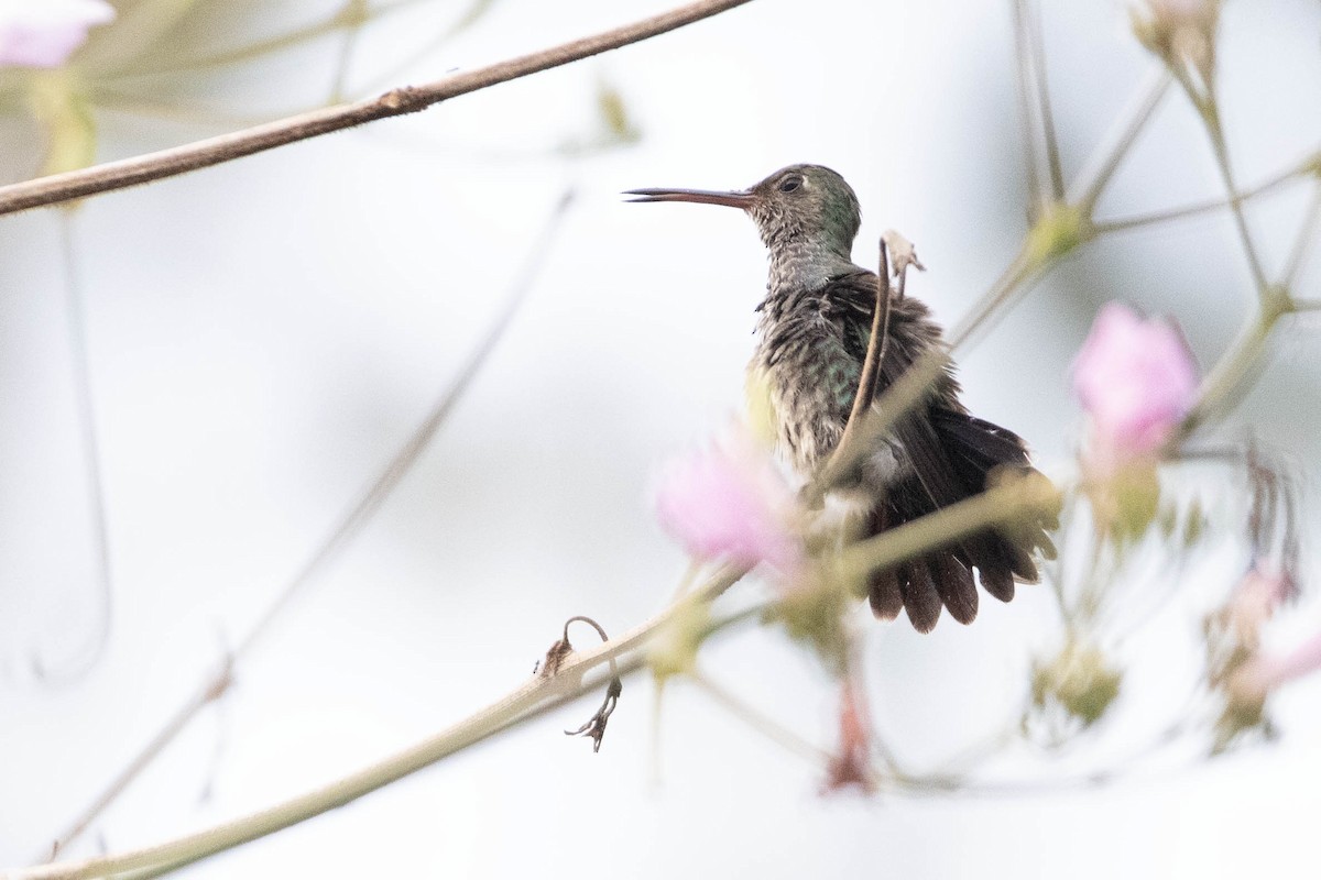 Glittering-throated Emerald - ML622540867