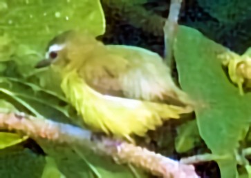 Brown-capped Tyrannulet - Doug Wassmer