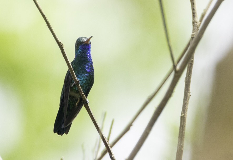 Blue-chinned Sapphire - ML622541077