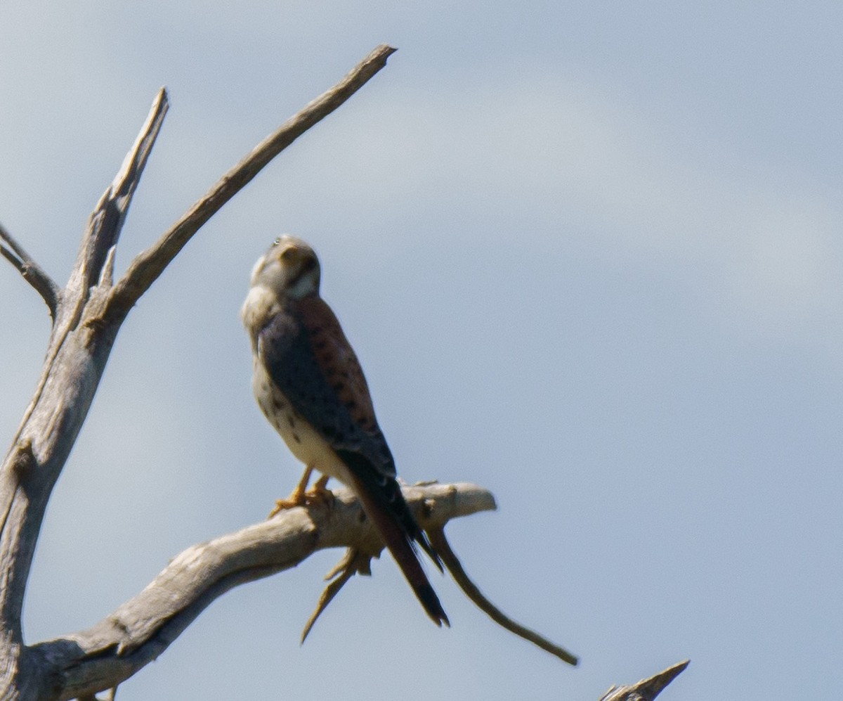 American Kestrel - ML622541098