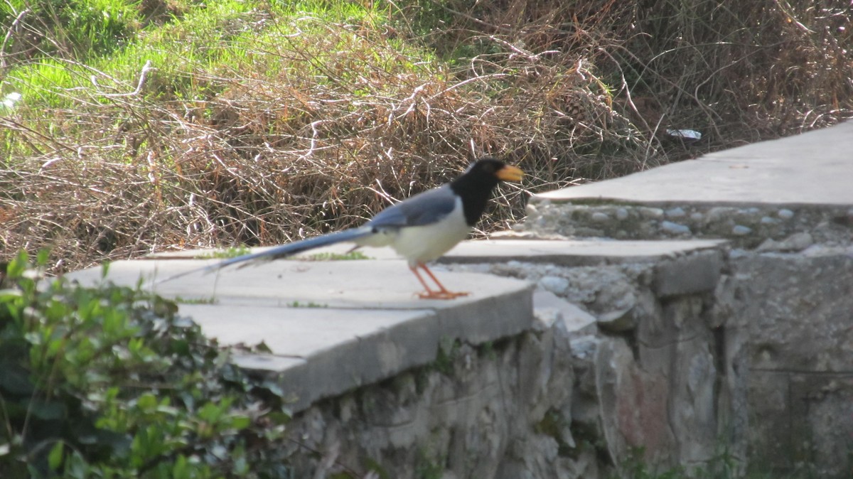 Yellow-billed Blue-Magpie - ML622541114