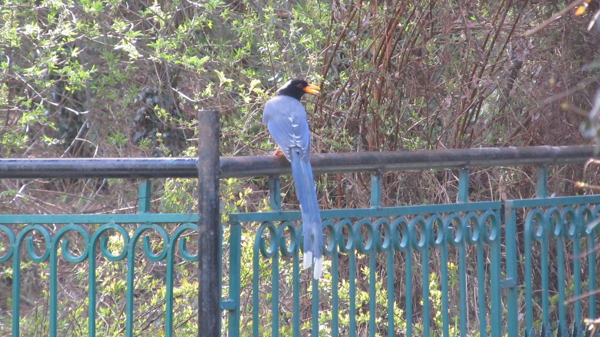 Yellow-billed Blue-Magpie - ML622541116