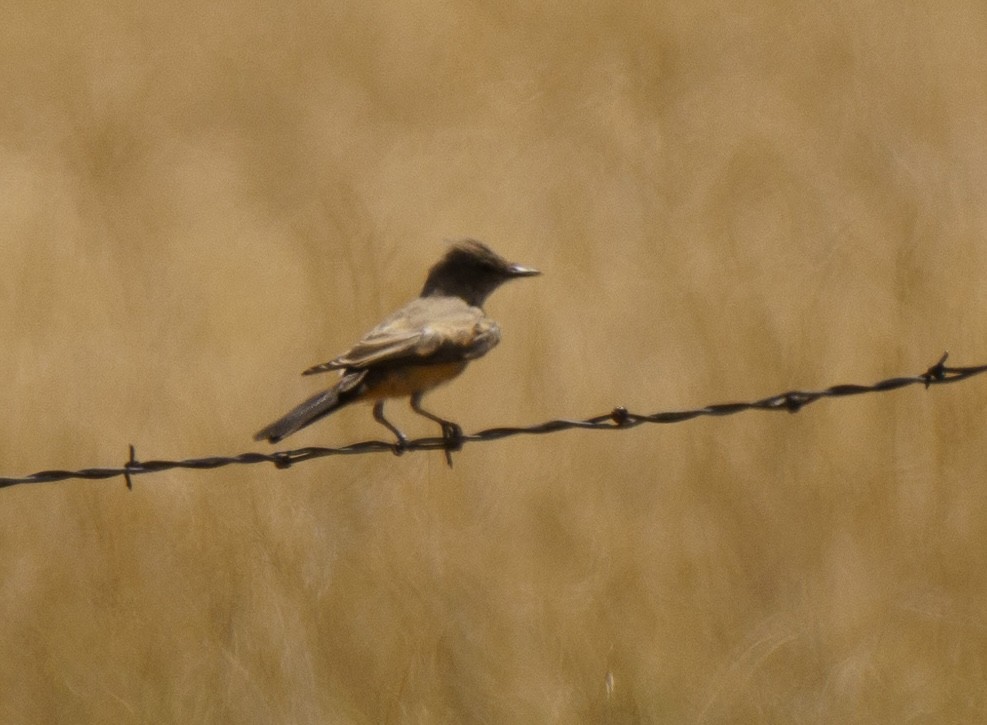 Say's Phoebe - ML622541118