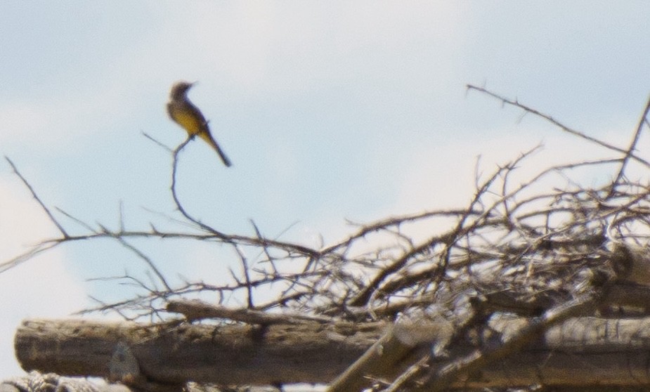 Western Kingbird - ML622541171