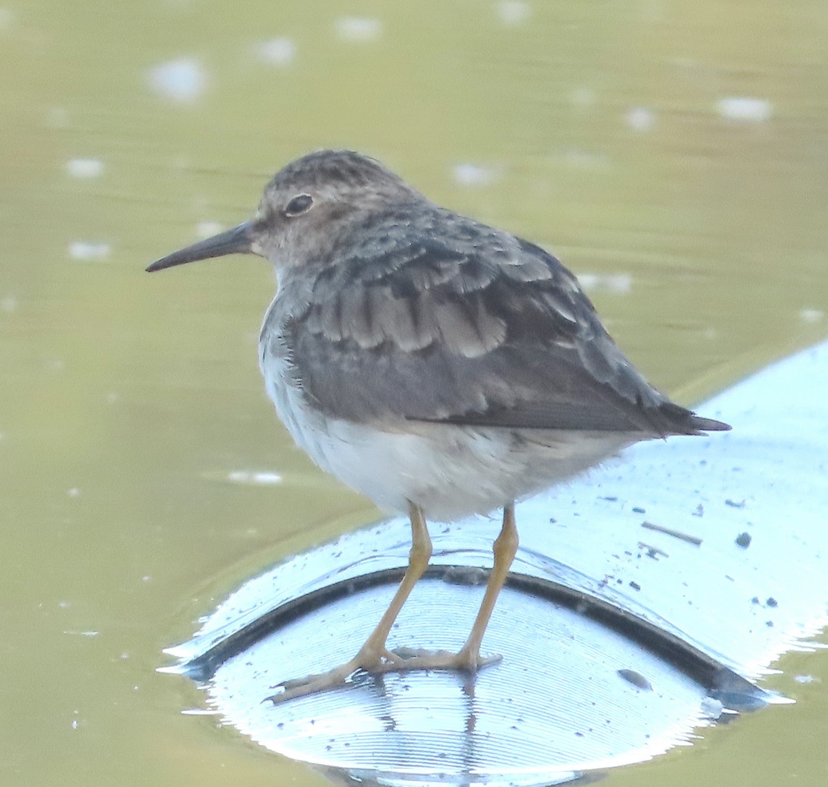 Least Sandpiper - ML622541193