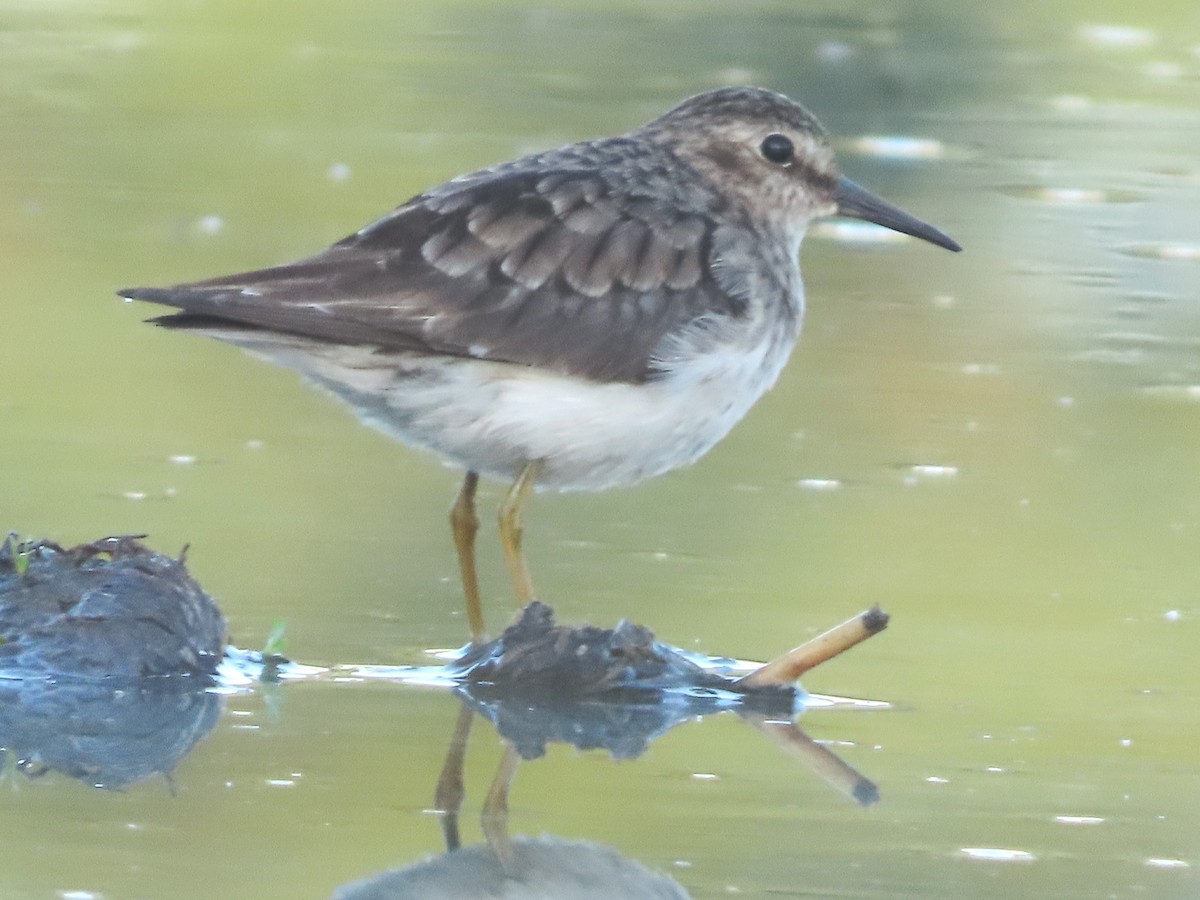 Least Sandpiper - ML622541194