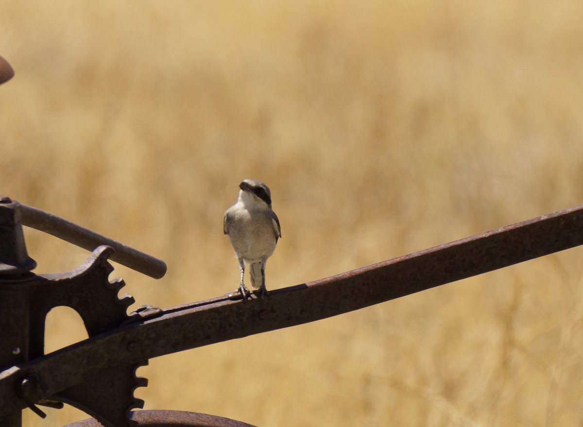 Loggerhead Shrike - ML622541195