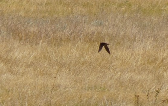 Barn Swallow - ML622541209