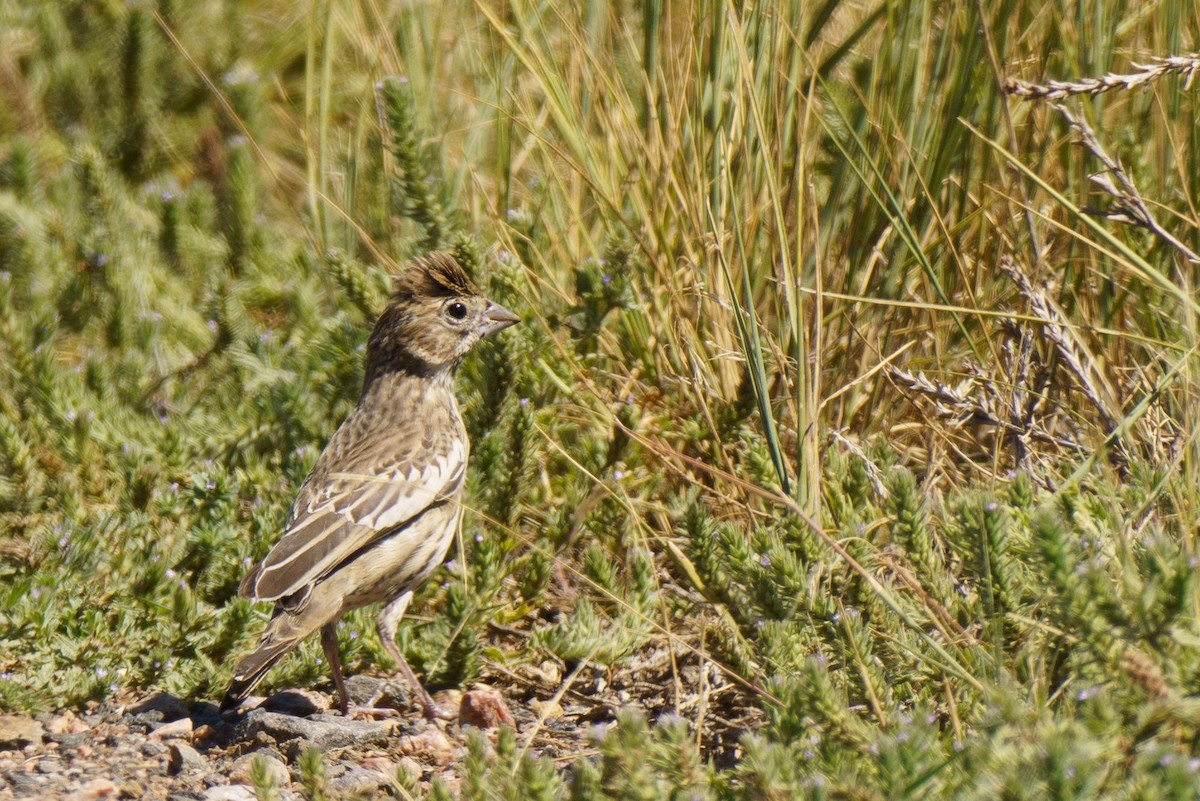 Lark Bunting - ML622541214