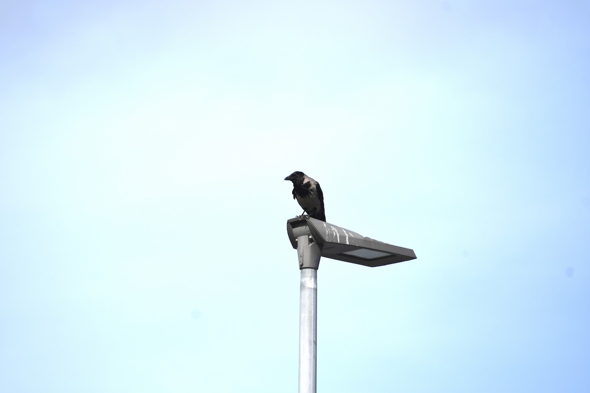 Hooded Crow - ML622541223