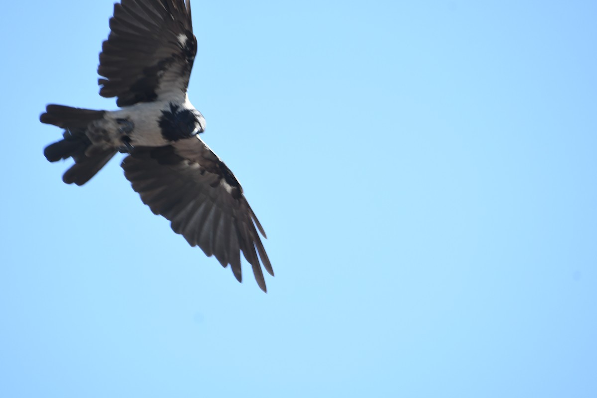 Hooded Crow - ML622541225