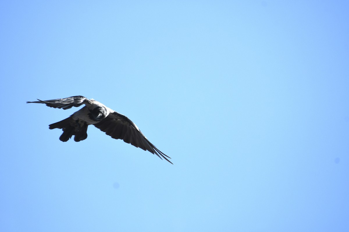 Hooded Crow - ML622541226