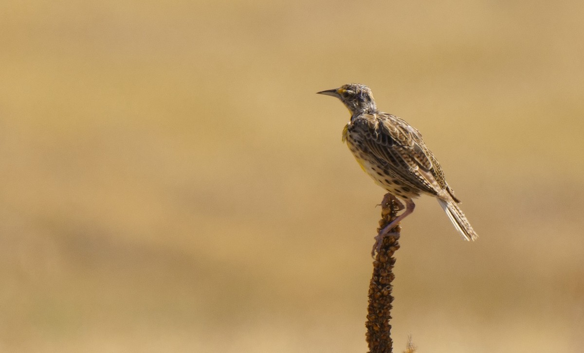 Western Meadowlark - ML622541227