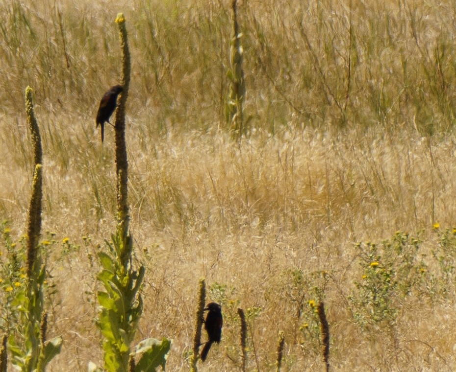 Red-winged Blackbird - ML622541237