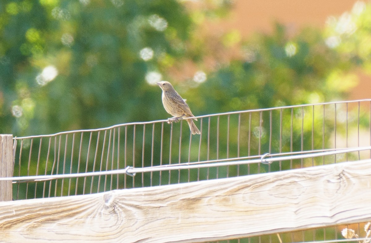 Brown-headed Cowbird - ML622541240