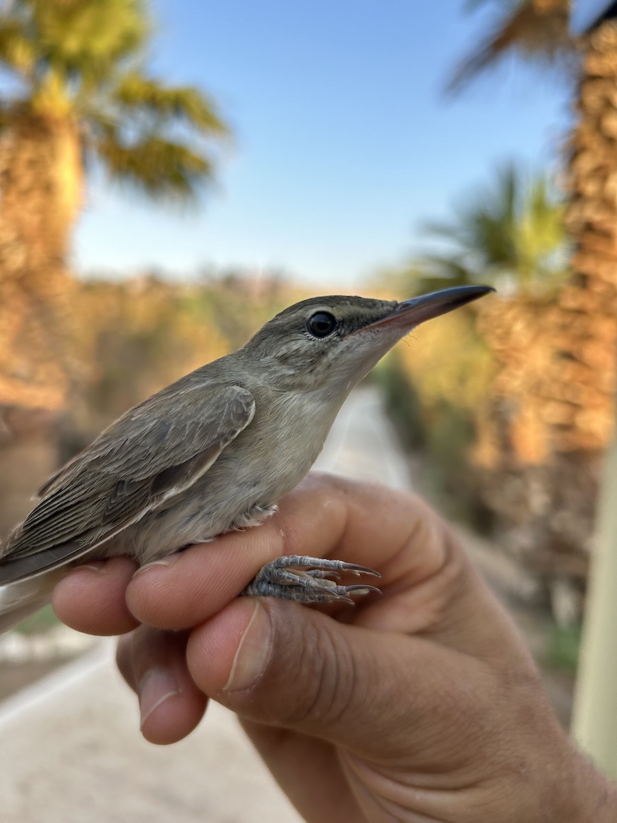 Basra Reed Warbler - ML622541316