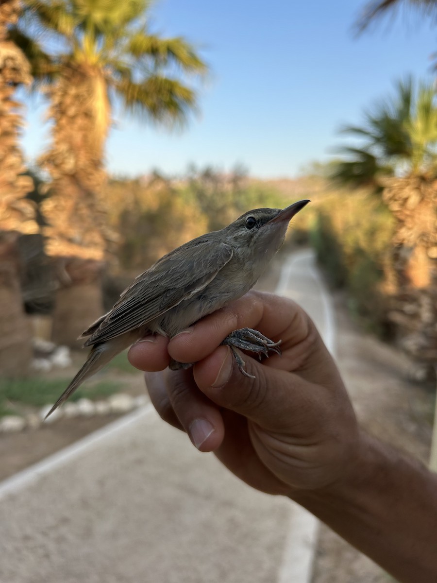 Basra Reed Warbler - ML622541317
