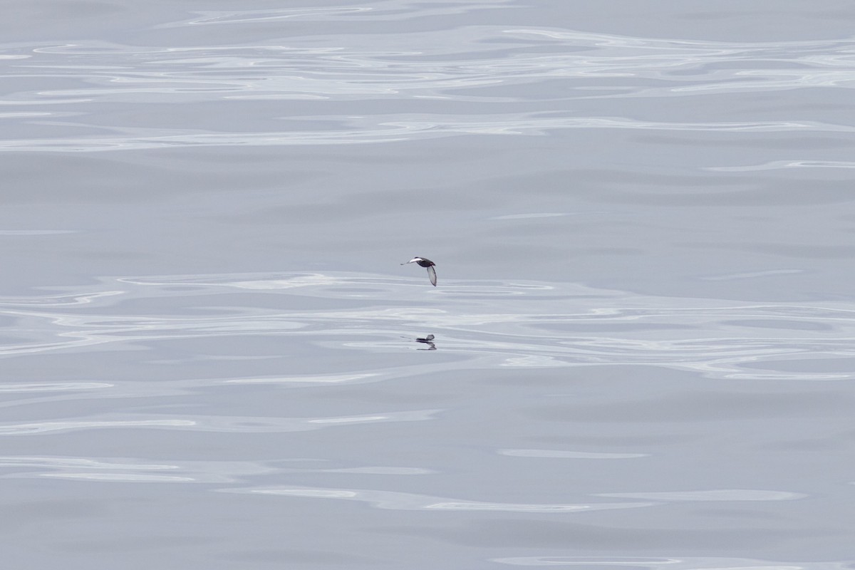 Black Guillemot - ML622541342