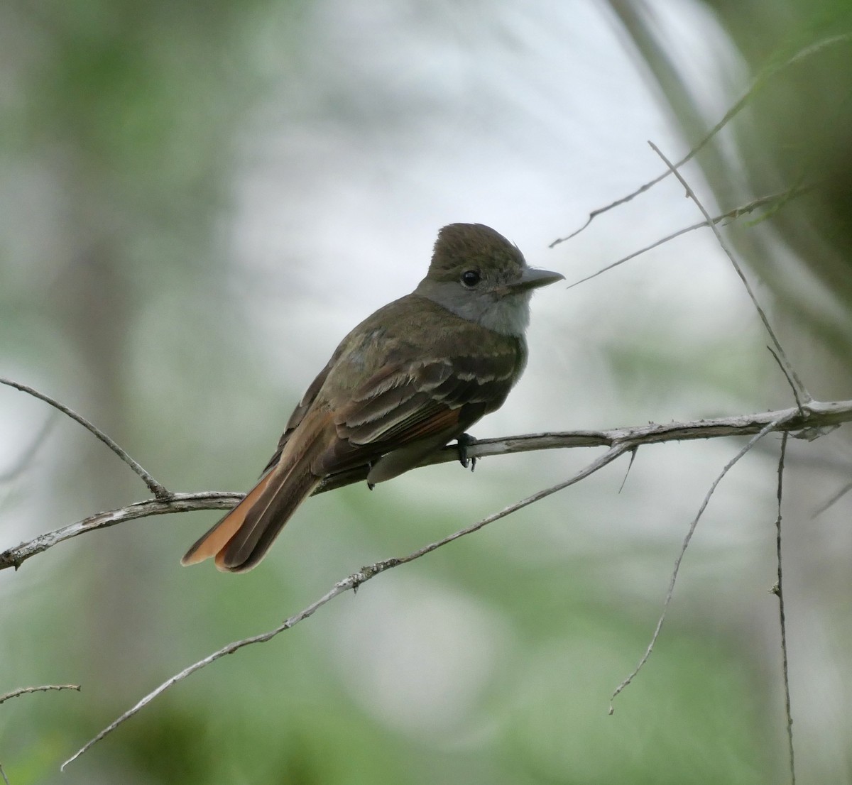 Great Crested Flycatcher - ML622541375