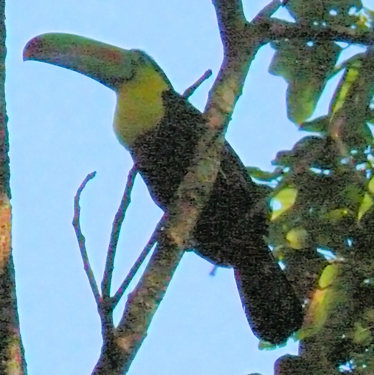 Keel-billed Toucan - ML622541382