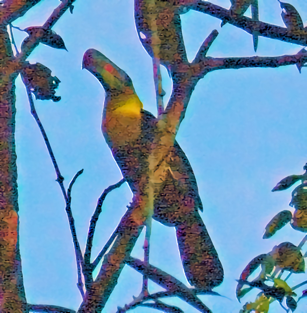 Keel-billed Toucan - ML622541383