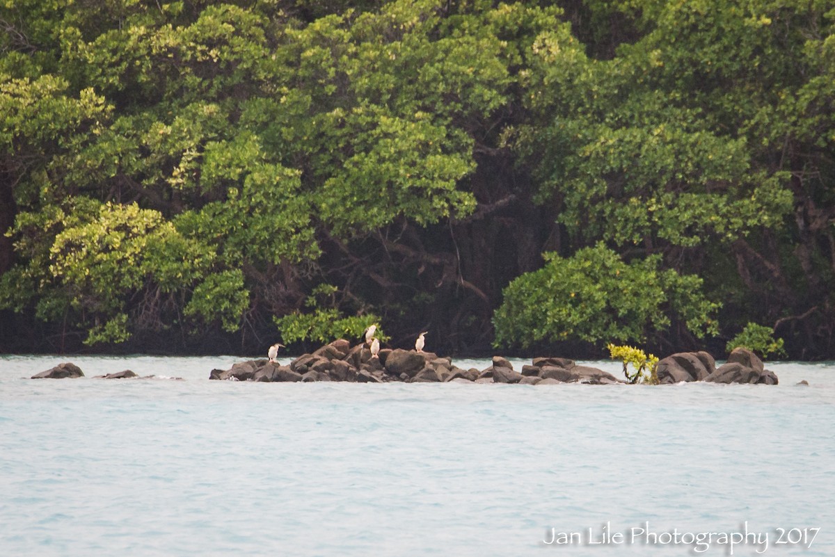 Anhinga d'Australie - ML62254141