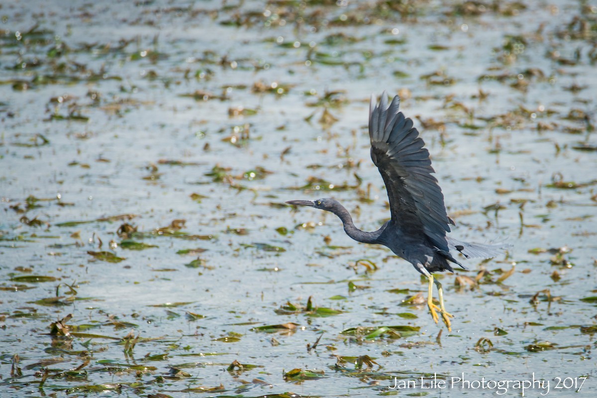 Pacific Reef-Heron - ML62254151