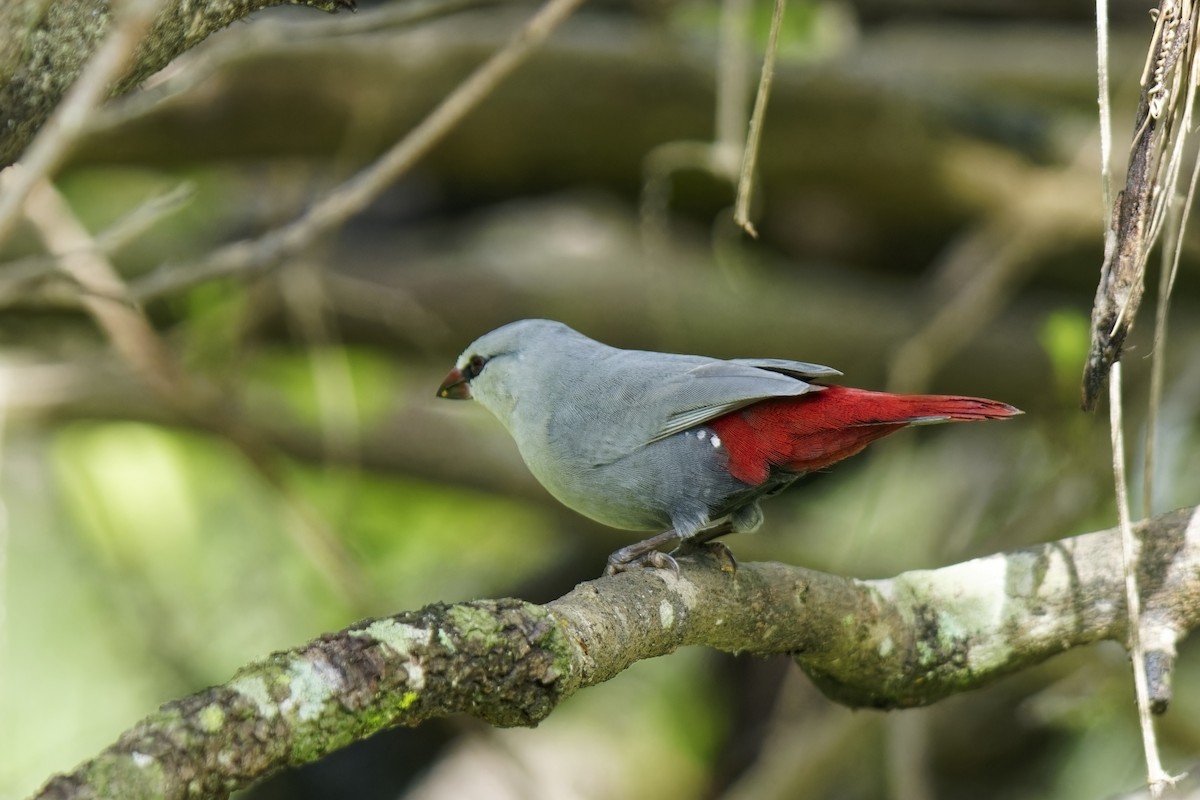 Lavender Waxbill - ML622541540