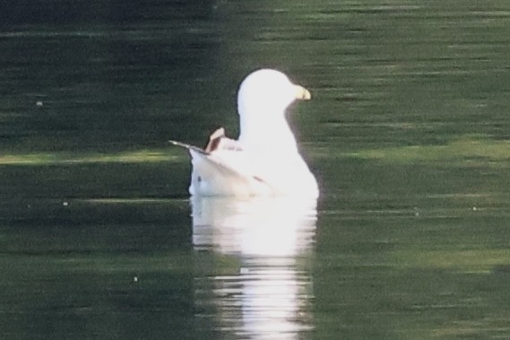 Ring-billed Gull - Forrest Wickman