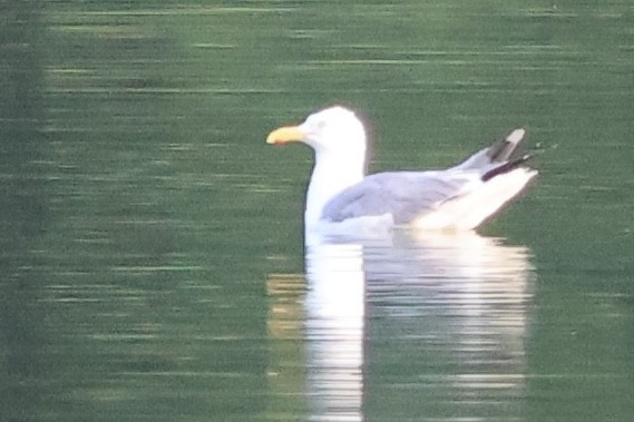 Gaviota Argéntea (americana) - ML622541569