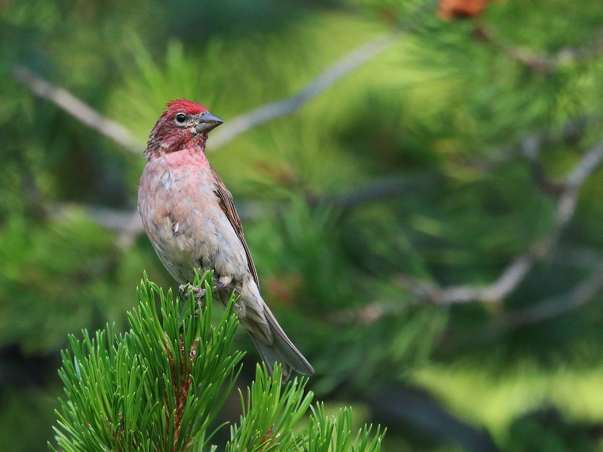 Cassin's Finch - ML622541574