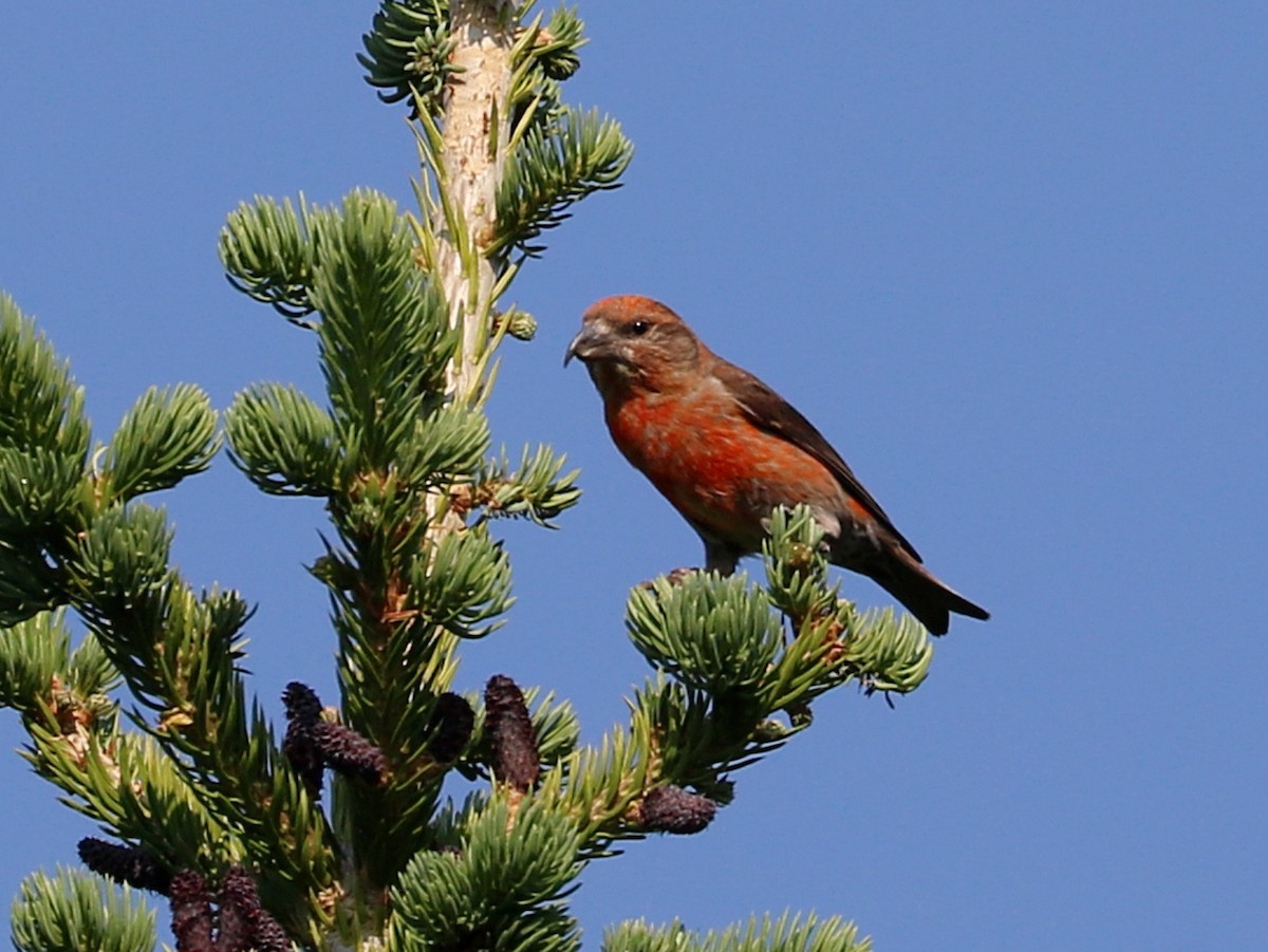 Cassia Crossbill - ML622541582