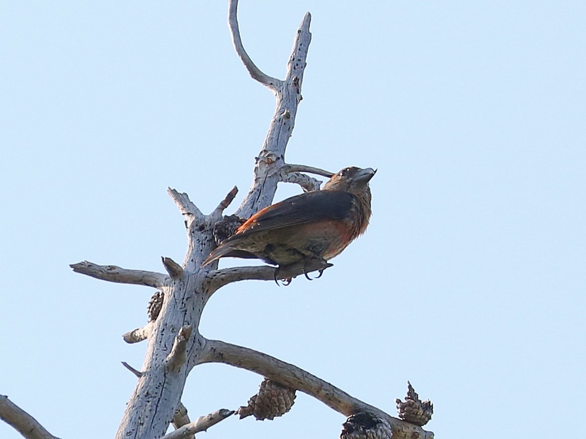 Cassia Crossbill - ML622541583