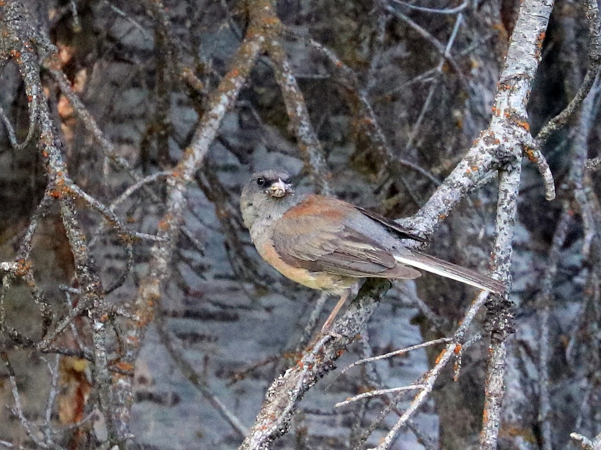 Dark-eyed Junco - ML622541586