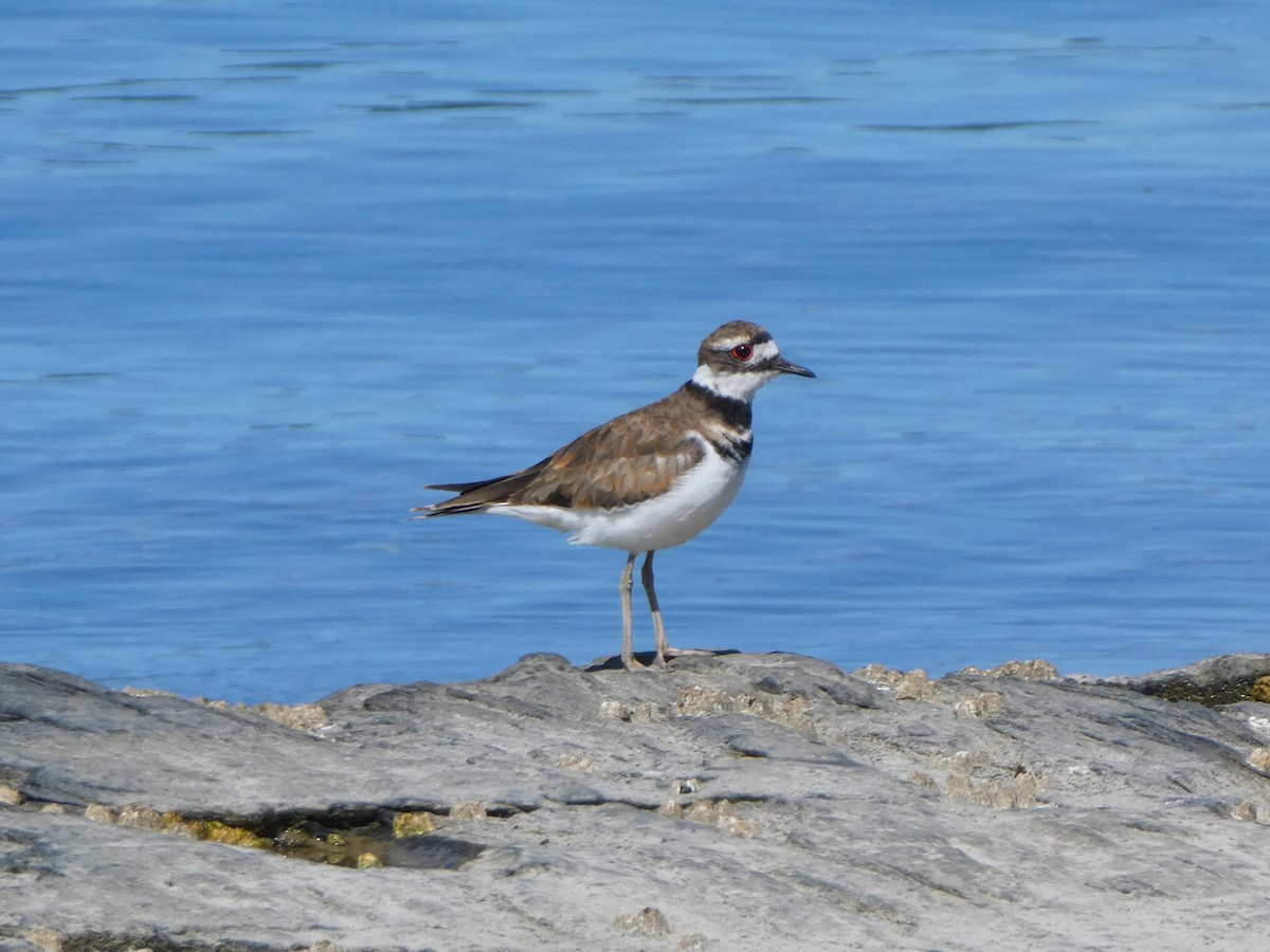 Killdeer - ML622541594