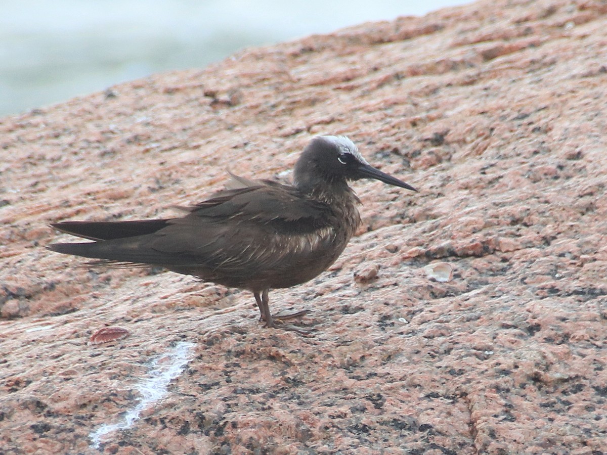 Black Noddy - ML622541615