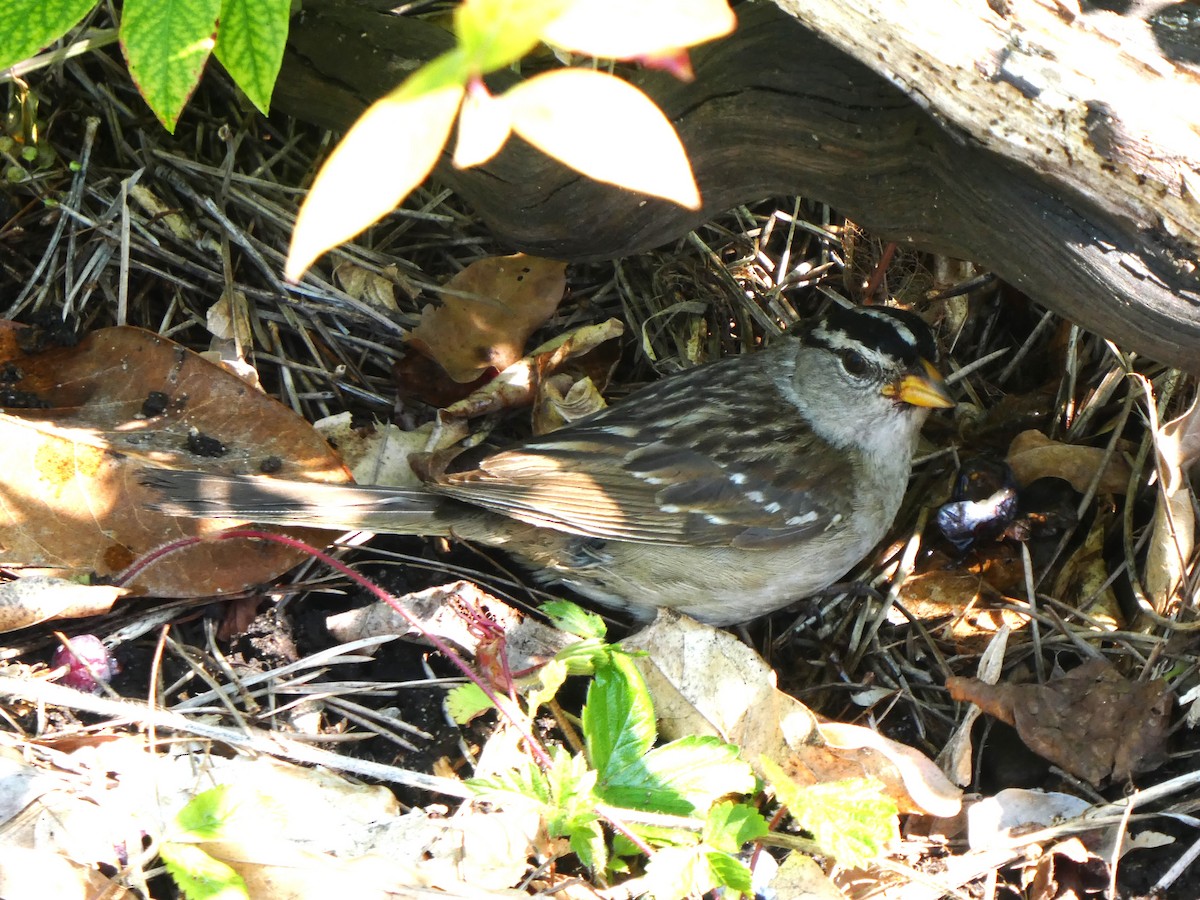 White-crowned Sparrow - ML622541664