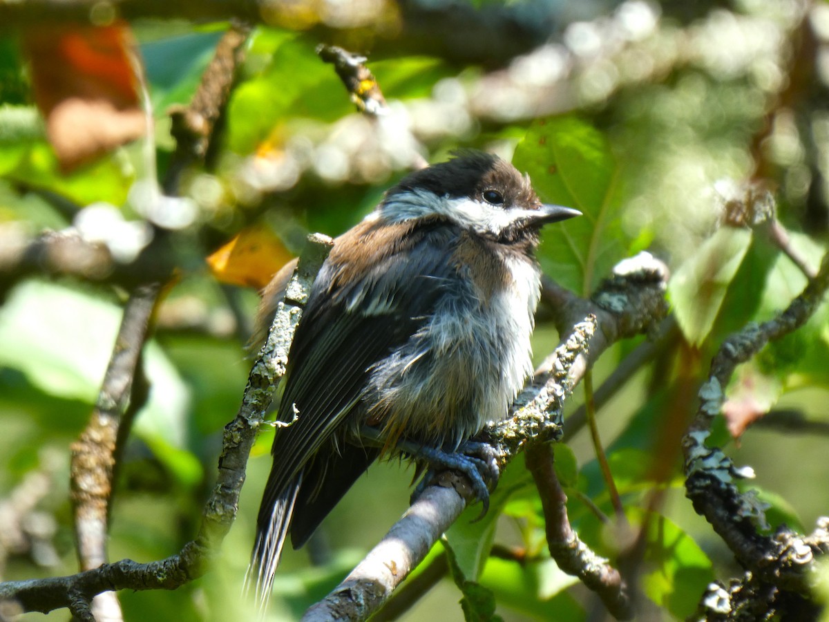 Chestnut-backed Chickadee - ML622541672