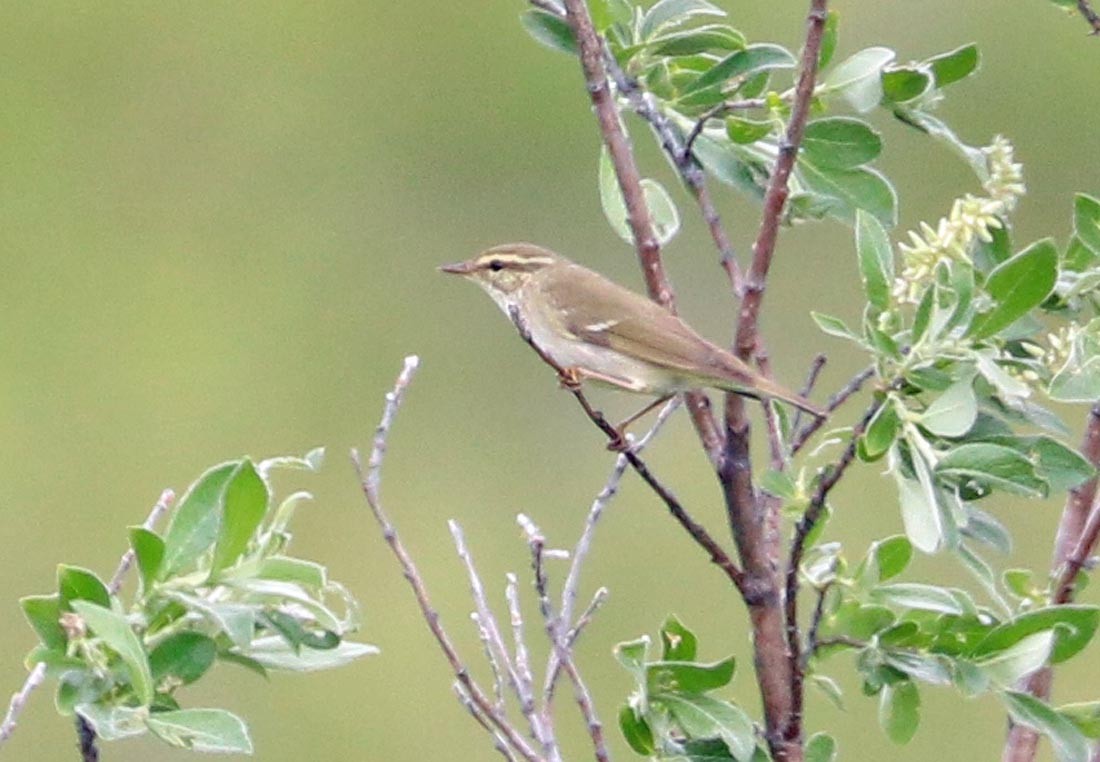 Mosquitero Boreal - ML622541676