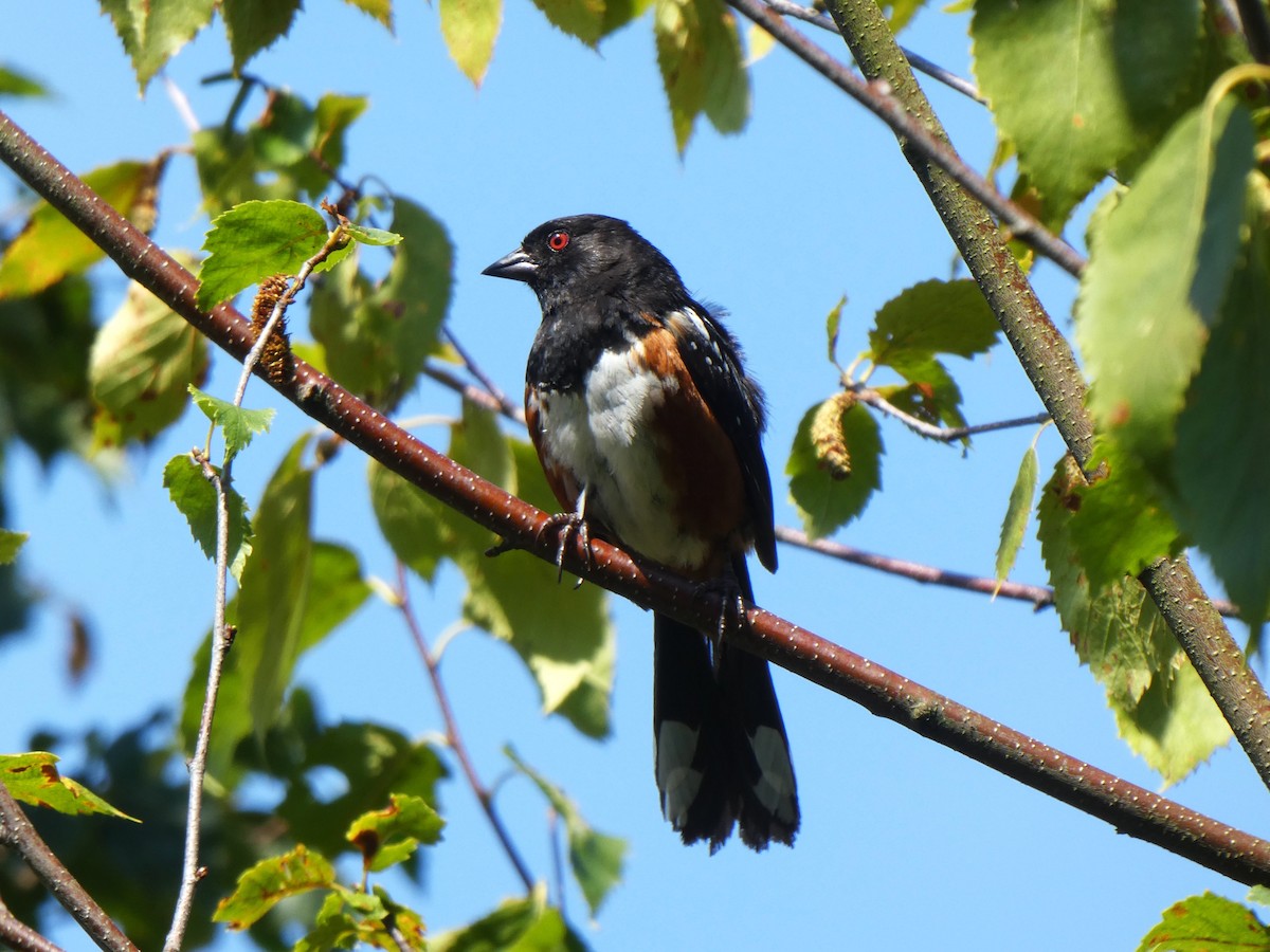 Spotted Towhee - ML622541680